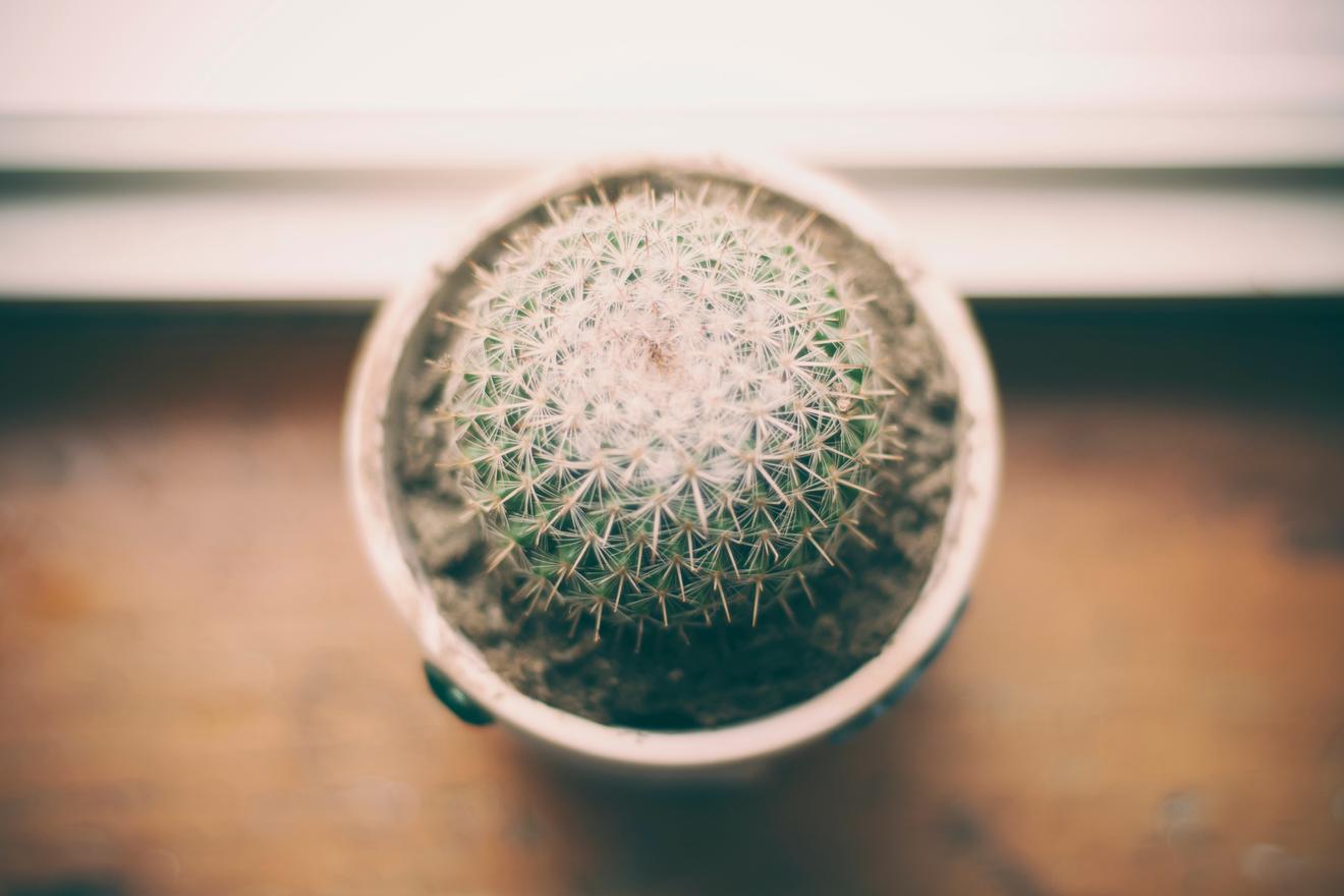 Cactus on its flower pot